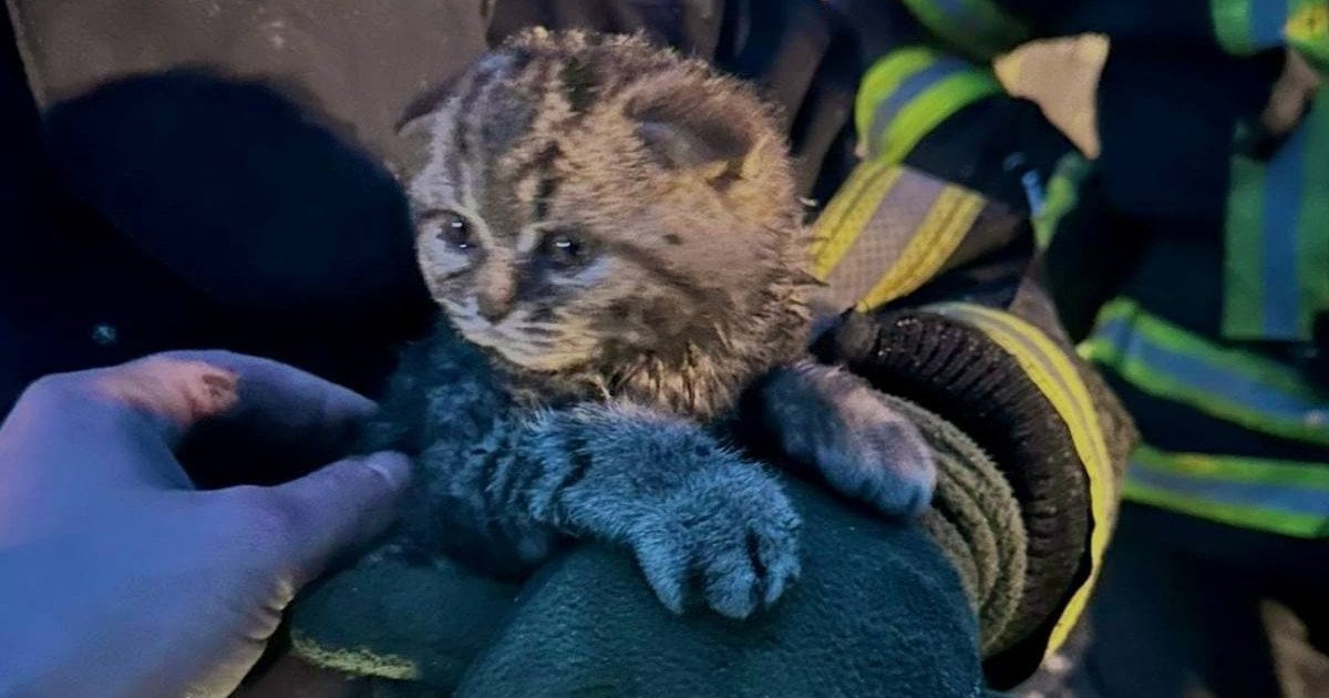 Врятоване кошеня на Київщині