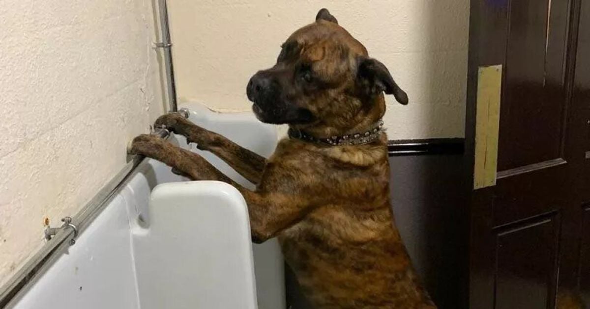 Собака в туалеті пабу / Фото: facebook.com/ThePloughatStockport