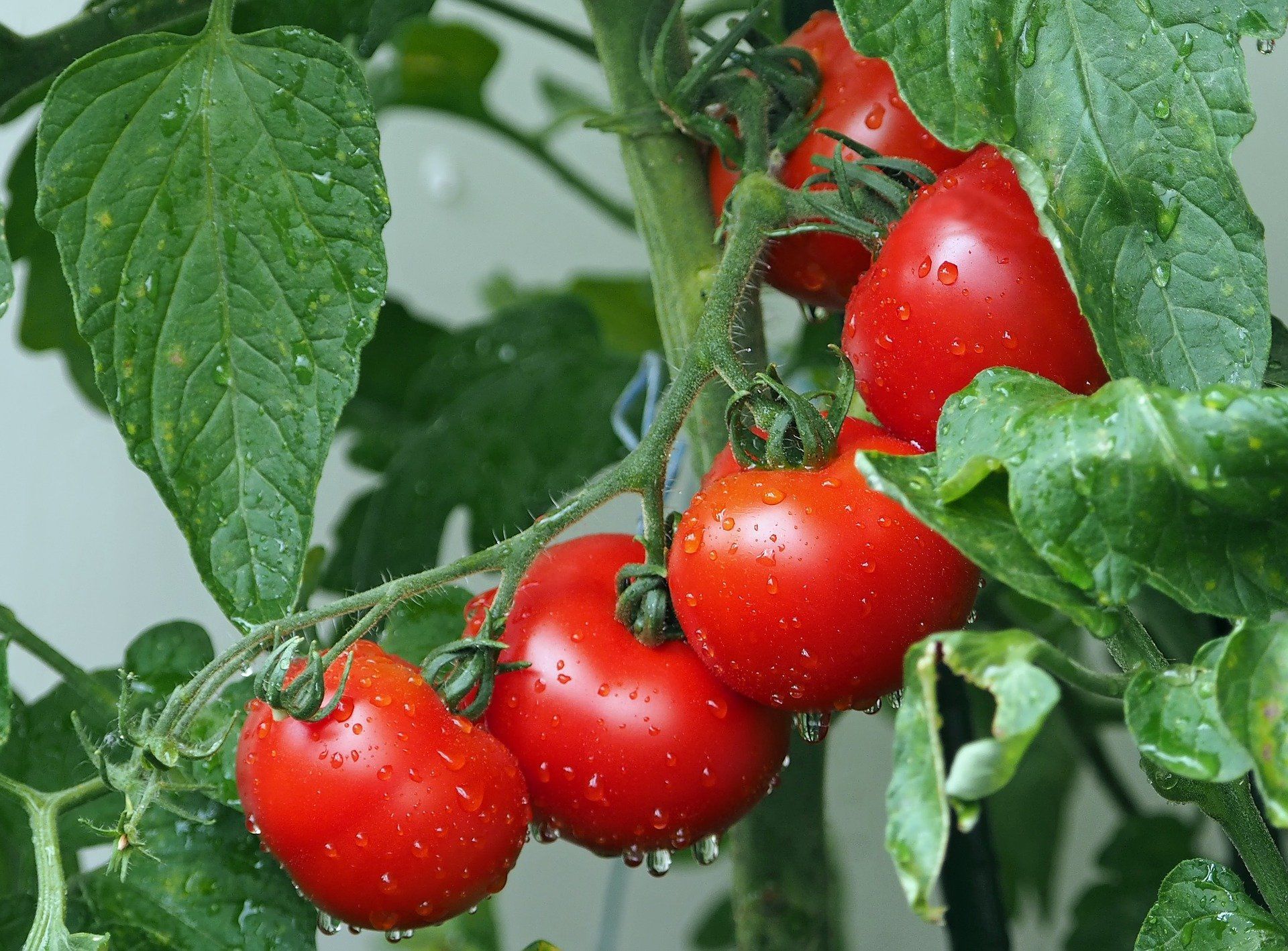 Яке сусідство люблять помідори / © pixabay.com