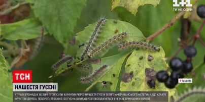 Новини України: як мешканці Волині боротимуться з нашестям гусені