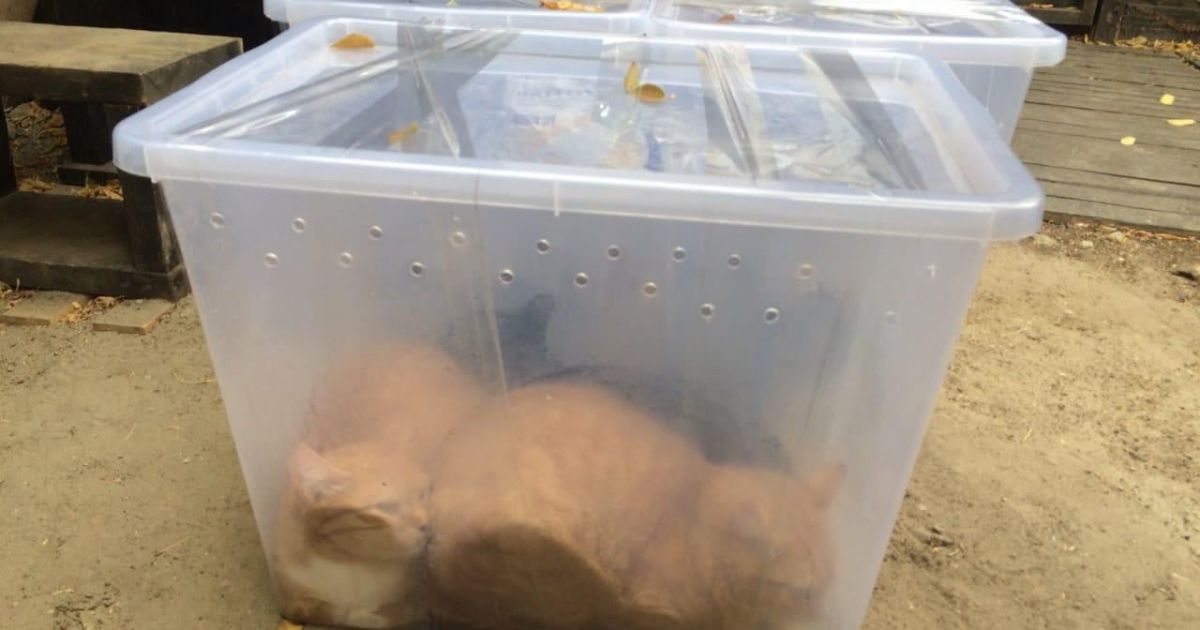 Залишили напризволяще котів у пластикових контейнерах: поліція у Харкові шукає зловмисників