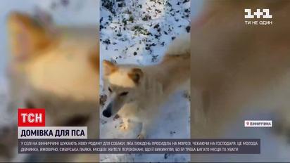 В Винницкой области собака неделю ждала хозяев, которые ее оставили возле леса