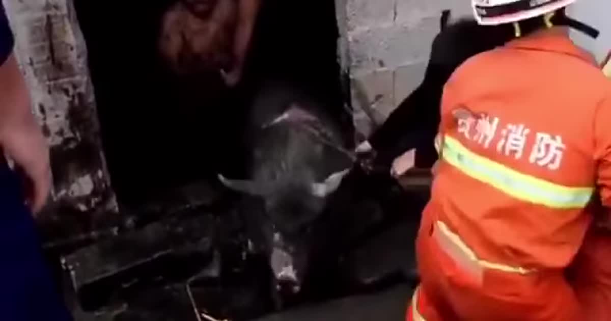 В Китаї зняли, як пожежники витягують свиней із резервуару з нечистотами