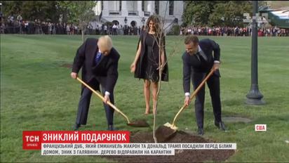 Дуб, посаженный Макроном и Трампом перед Белым домом, исчез с поляны