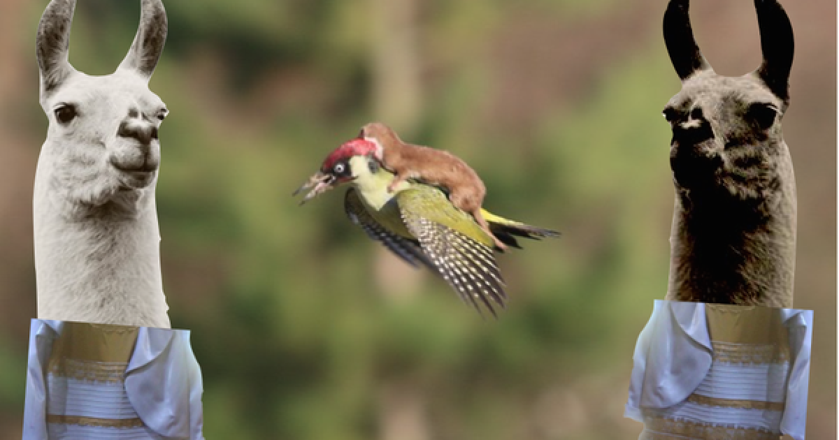 Фотограф Мартин Лемэй сделал замечательное фото ласки верхом на дятлі, а Интернет сразу отреагировал / © afp.com