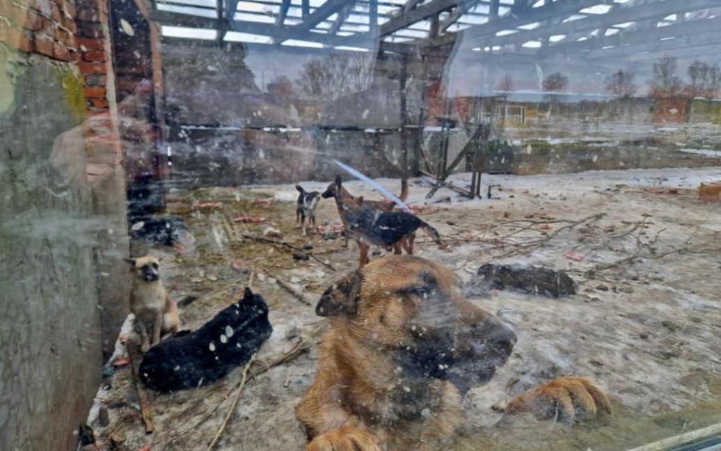 Притулок на Київщині, де знущалися над тваринами / © Поліція Київської області