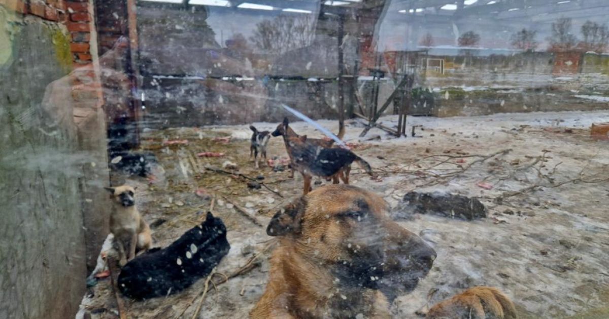 Приют на Киевщине, где издевались над животными / © Полиция Киевской области