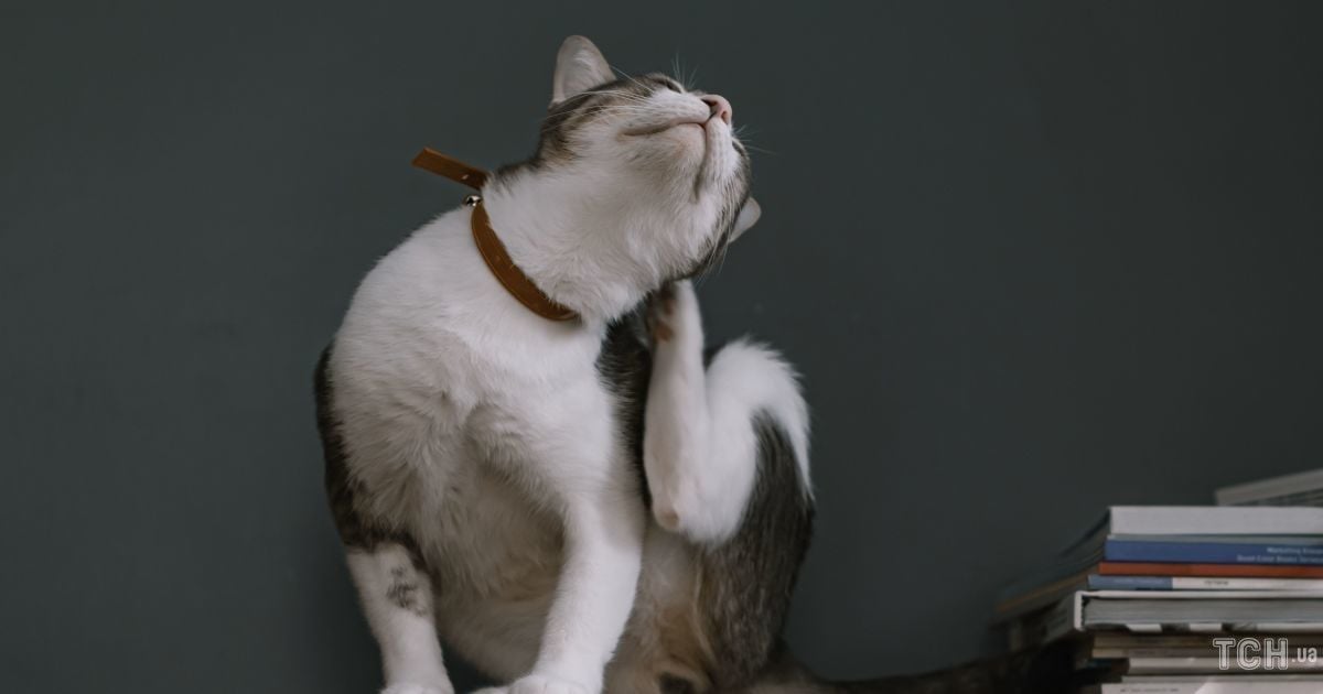 Блохи: що про них варто знати, якщо у вас є домашні улюбленці