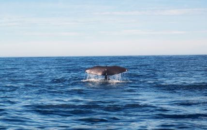 Шукали ядерну зброю — натрапили на китів: вчені знайшли нову популяцію тварин