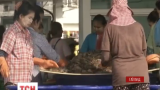 Делікатеси у Таїланді виловлюють у морі «креветкові раби»