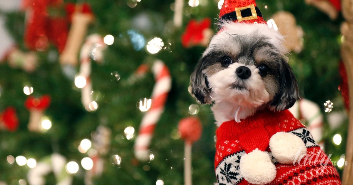 Собака в рождественском костюме