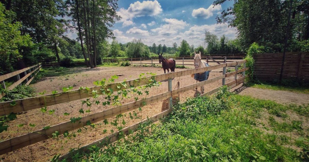 Під Києвом продають замок у готичному стилі з винним погребом, шубною та гардеробною