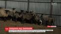 У овец, которых держали в закрытой фуре, возьмут анализы крови