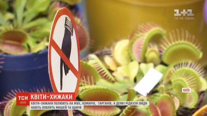 Киевлянка выращивает цветы-хищники, которые охотятся на мух, комаров и тараканов