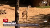 Новости мира: в зоопарке Далласа посетителям представили жирафенка