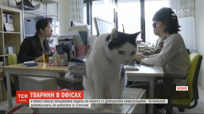 У Японії офісні працівники ходять на роботу із домашніми улюбленцями, аби долати стрес
