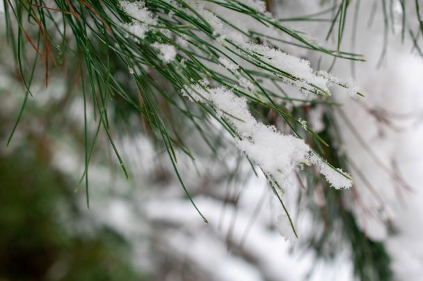 Народні прикмети 3 лютого / © Pexels