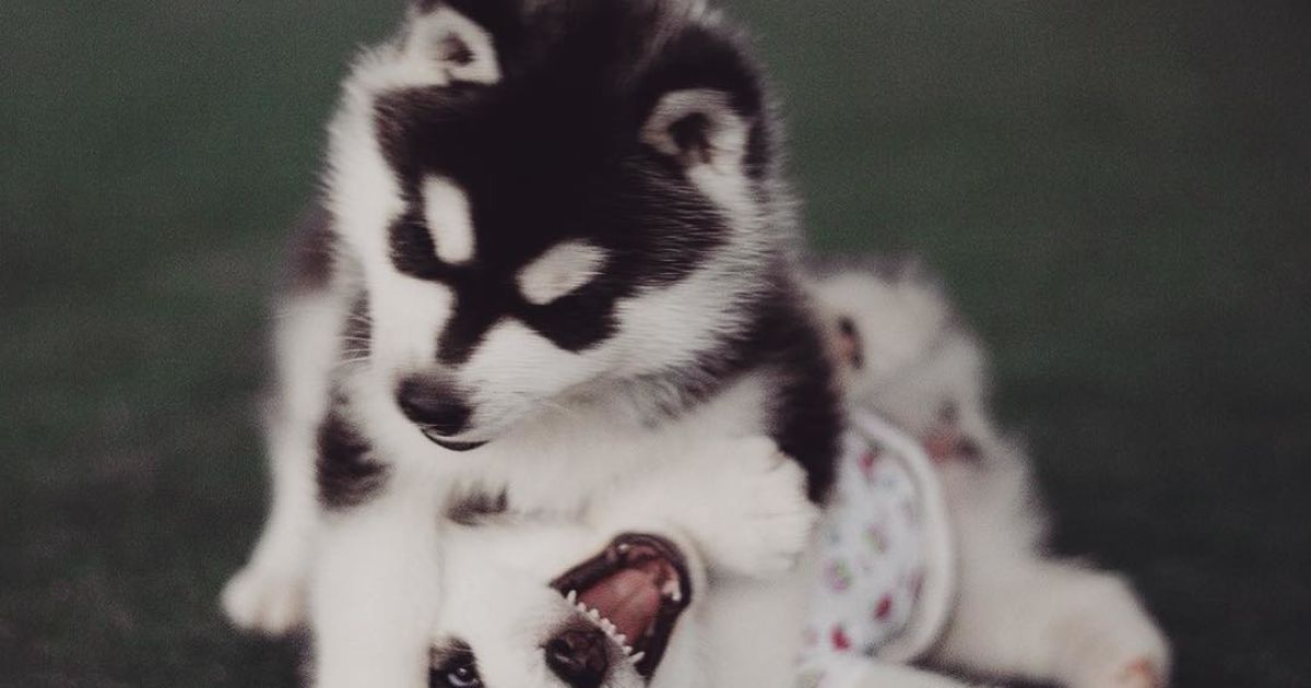 Девушка заинтересовалась этой породой три года назад / © Instagram.com/@erikaeasy