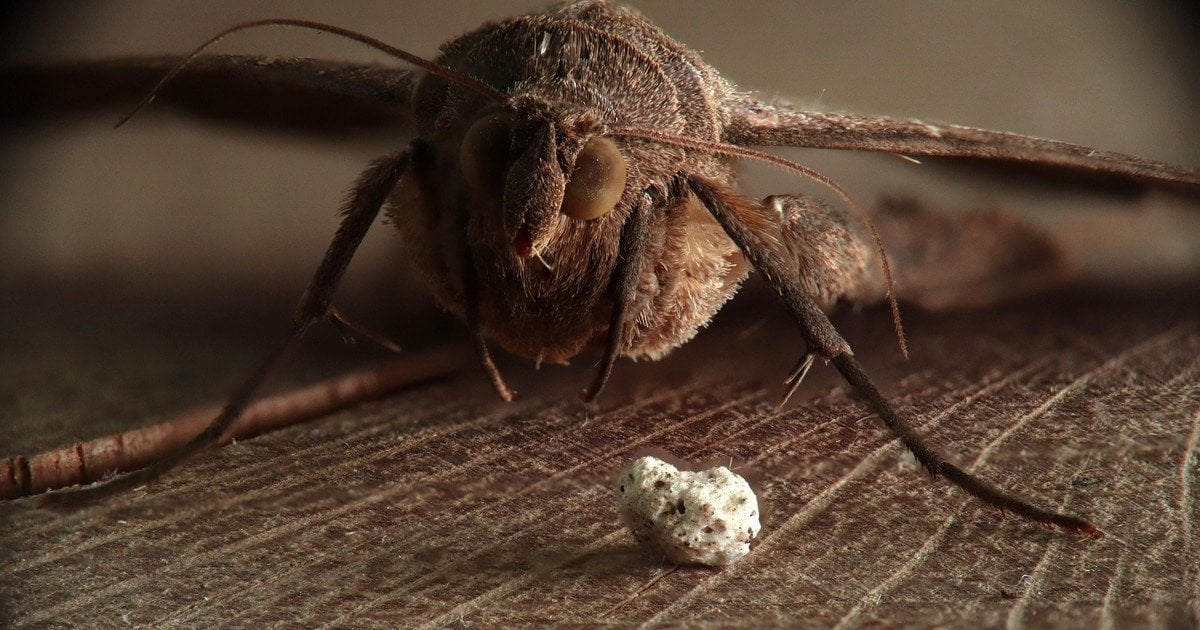Як позбутися молі за допомогою народних методів