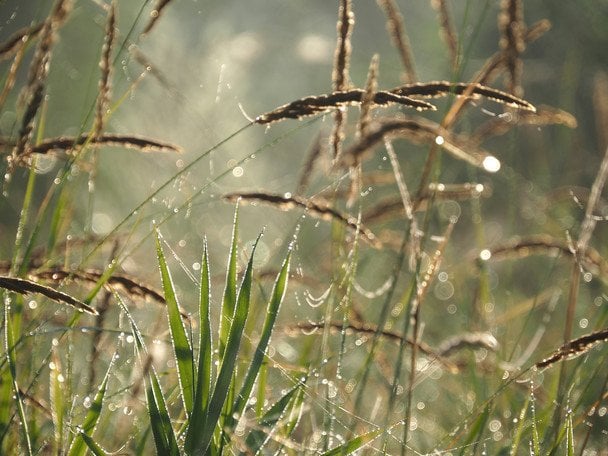 21 липня ранкова роса — день буде теплим і спокійним / © unsplash.com