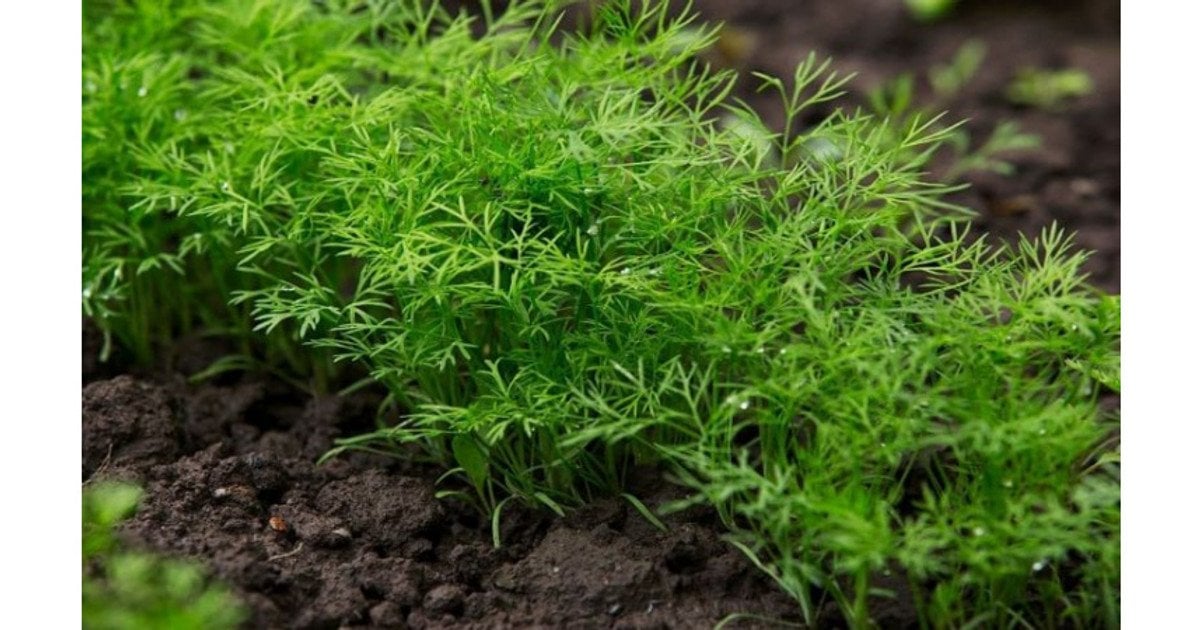 Як посіяти кріп