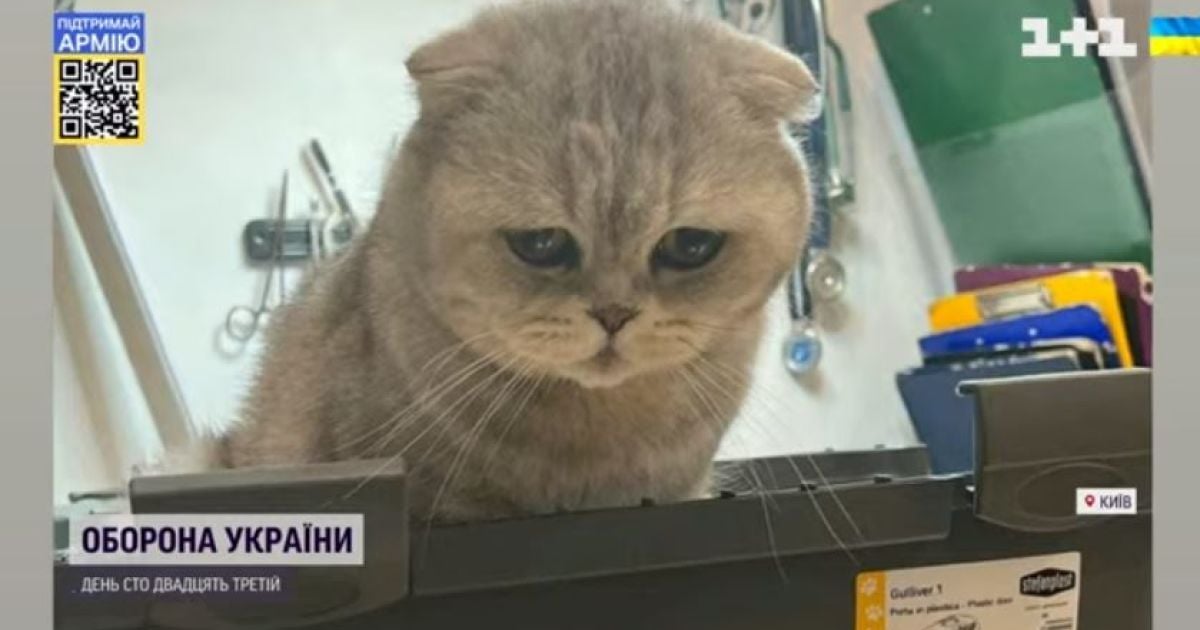 Поліцейські влаштували цілу спецоперацію із порятунку кота в комендантську годину: яка доля тваринки