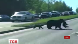 Ведмедиця з ведмежатами зупинили рух на американському хайвеї