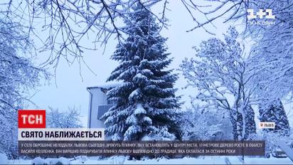 Новости Львова: срезают елку, которая вскоре будет стоять в центре города