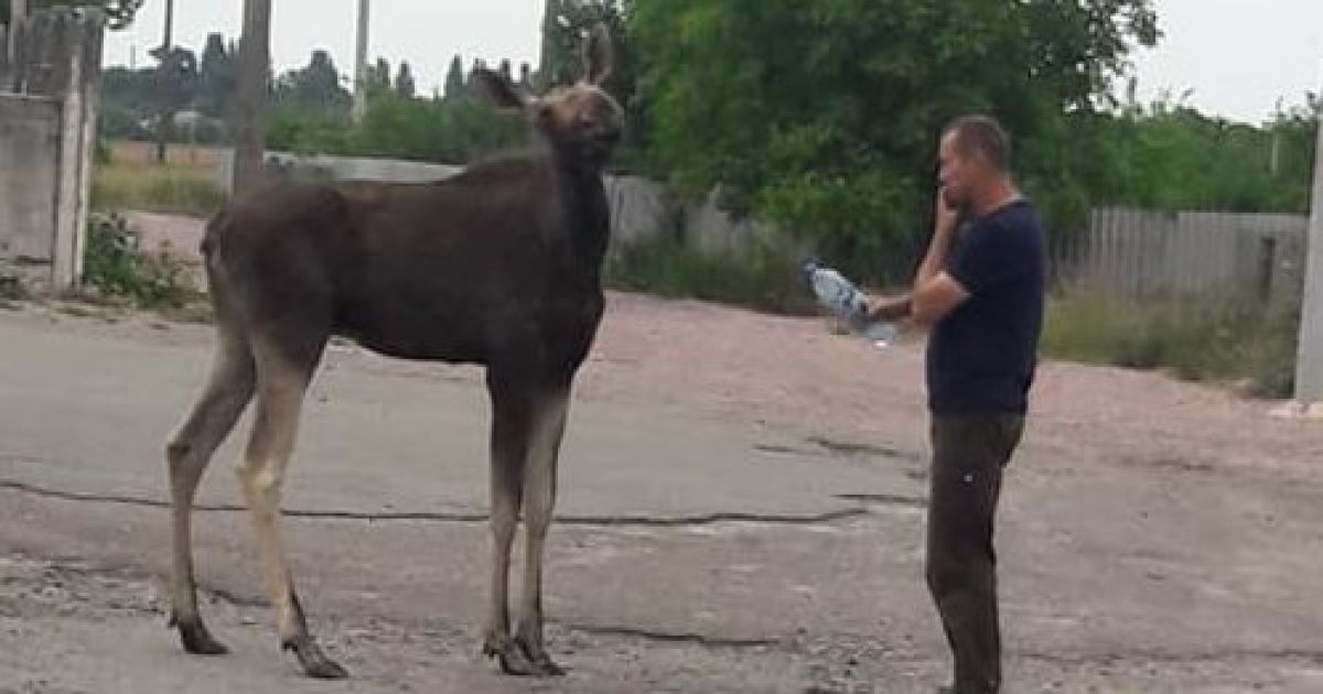 лось в Новых Петровцах_2 / © Facebook/Юлия Прокуда