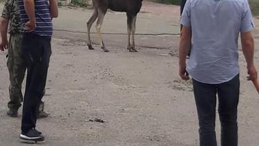 лось в Новых Петровцах_1 / © Facebook/Юлия Прокуда
