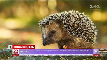 Як правильно допомогти їжачкам пережити зиму