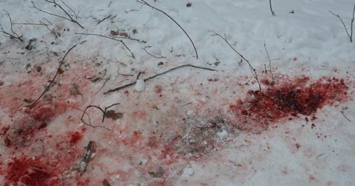 Очевидцы рассказали жуткие подробности гибели 4-летнего мальчика от зубов овчарки