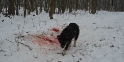 На Тернопольщине голодные собаки отгрызли голову женщине