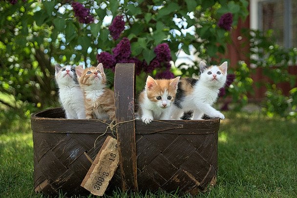 16 жовтня в Україні і світі святкують Всесвітній день котів / © unsplash.com
