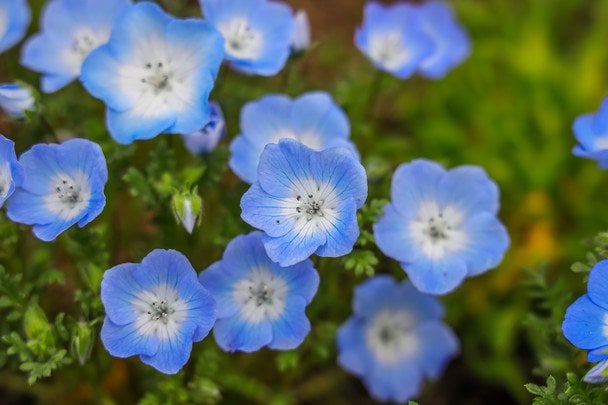 Немофіла / © Credits