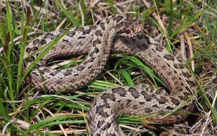После паводка на Прикарпатье увеличилось количество случаев змеиных укусов