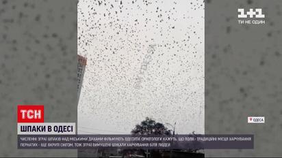 Нашестя шпаків в Одесі: численні зграї птахів зафільмували над міськими дахами