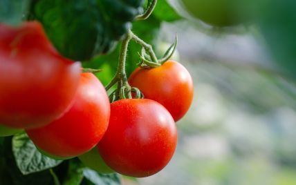 Диетологи назвали 5 неожиданных последствий употребления помидоров
