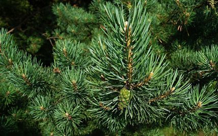 Праздник приближается: в Украине началась продажа новогодних елок