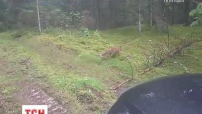 В Литве лиса украла у водителя ключи от автомобиля