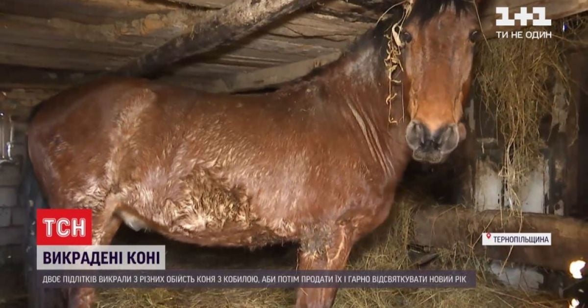 Аби розкішно відсвяткувати Новий рік, учні на Тернопільщині вкрали коней: подробиці