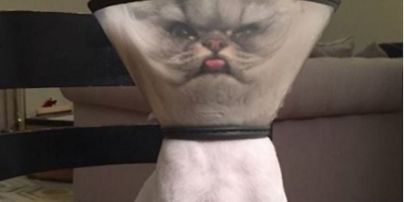Юзерів зворушила фотографія невдоволеного кота в захисному конусі