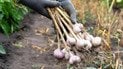 Як зберігати часник після викопування