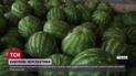 Арбузы одесские уже в продаже - заменят ли херсонские