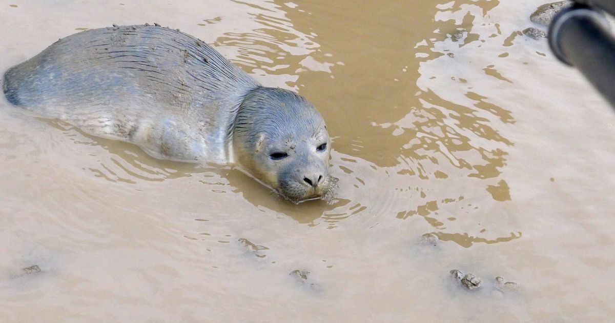 Крошечное животное удалось спасти благодаря любознательности коров / © Facebook/Natureland Seal Sanctuary
