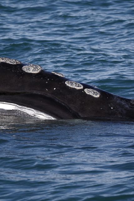 "Крок до вимирання". Чому учені б'ють на сполох через масову загибель атлантичних китів у Канаді