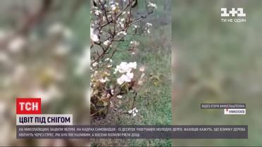 Сад посеред грудня: у Миколаївській області яблуні вкрилися цвітом