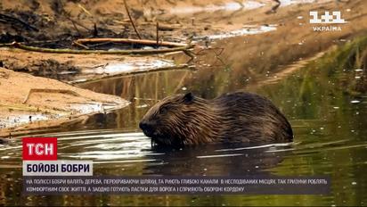 Бойові бобри: на захист білоруського кордону стали і тварини