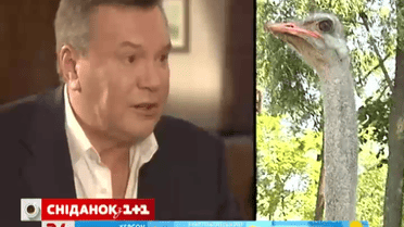 Страусы без Януковича не размножаются