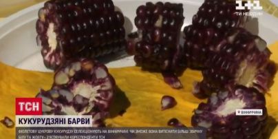 Украинские селекционеры вывели фиолетовую кукурузу, которую можно есть даже диабетикам